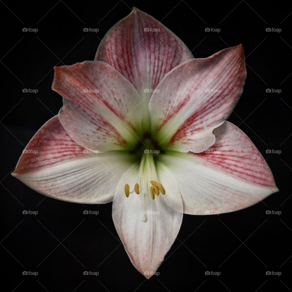 Beautiful apple blossom lilly on a black background