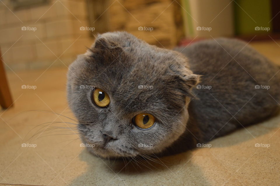 Fluffy cat relaxing on carpet