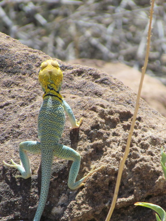 Sun bather