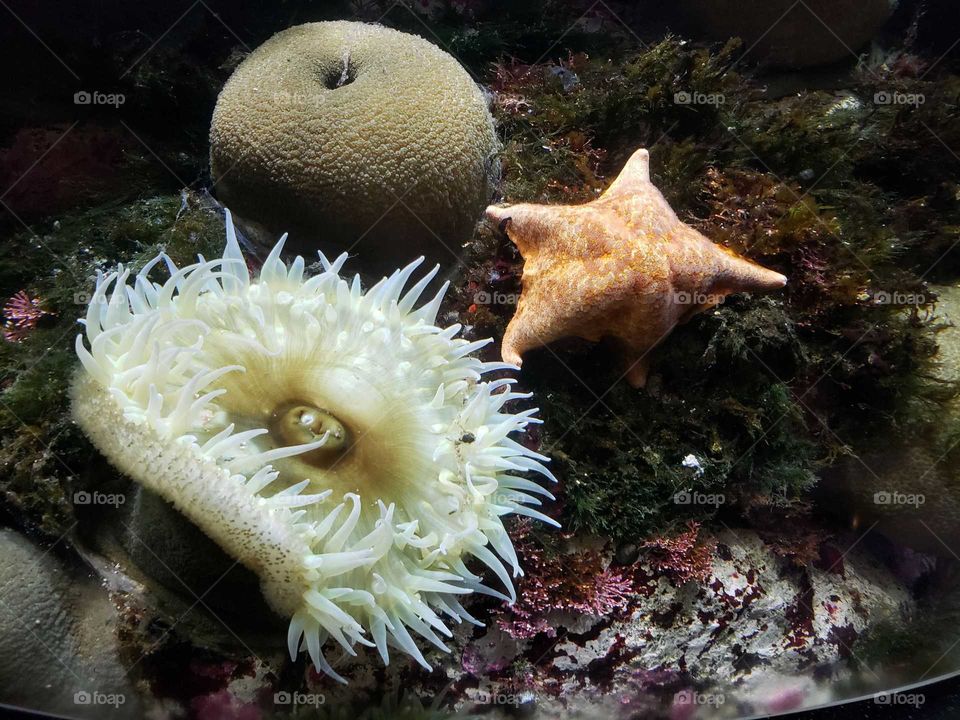 starfish