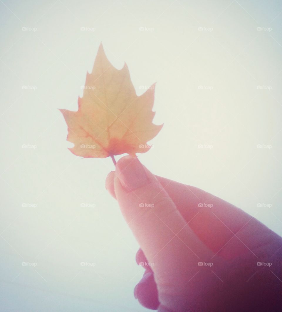 folha ................