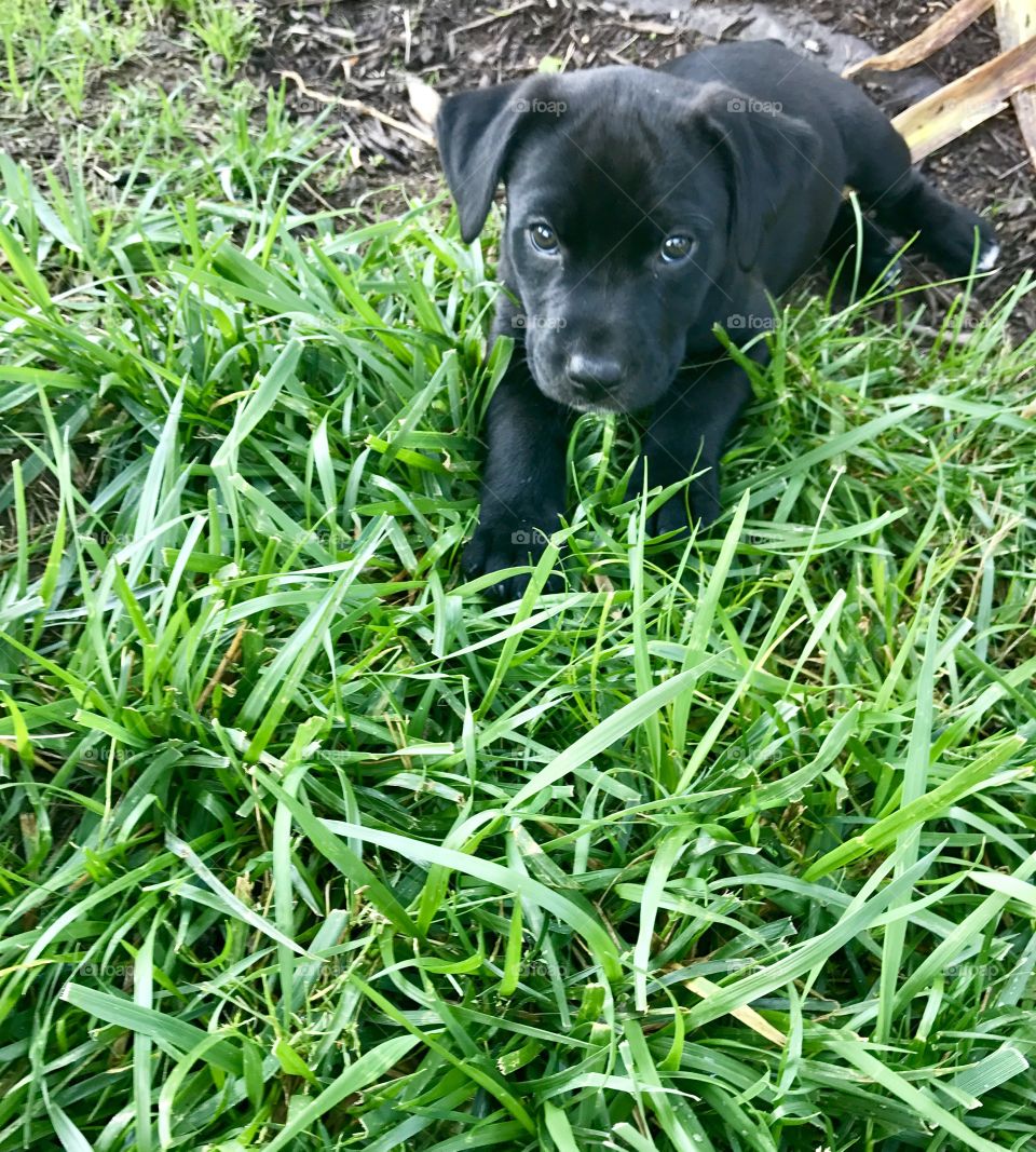 Black Labrador retriever puppy