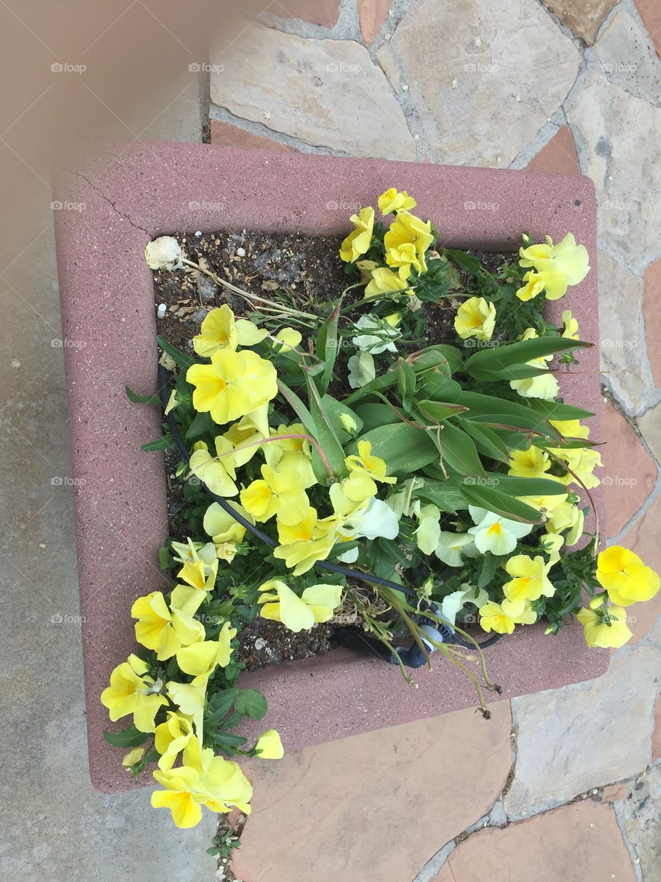 Yellow Potted Flowers. Fairy Quest. Pixie Home. Fairy Homes & Gardens. Pixie Hollow and Gardens. Gardner Village, in West Jordan, Utah. @chelseamerkleyphotos - Copyright © CM Photography. May 2019. 