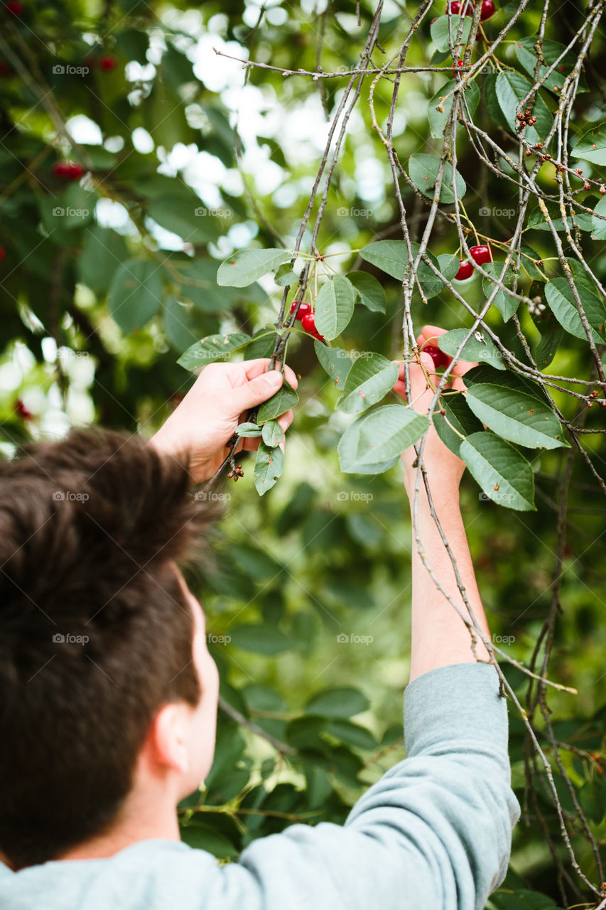 Young man picking cherry berries from tree