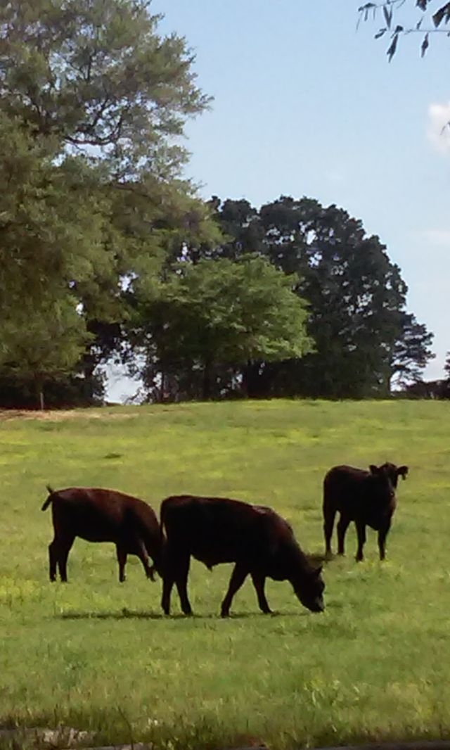 grazing
