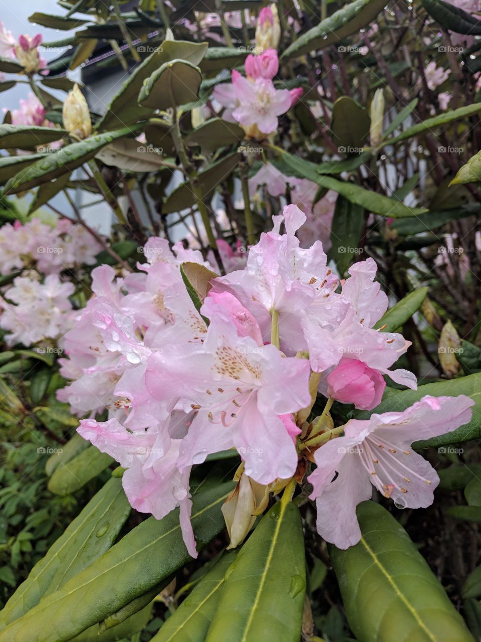 Richmond in bloom