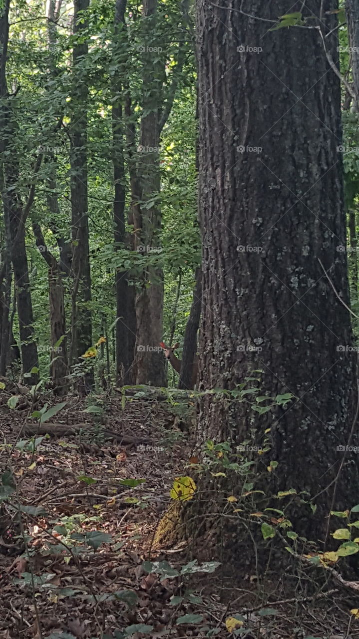 Deer in Georgia State Park