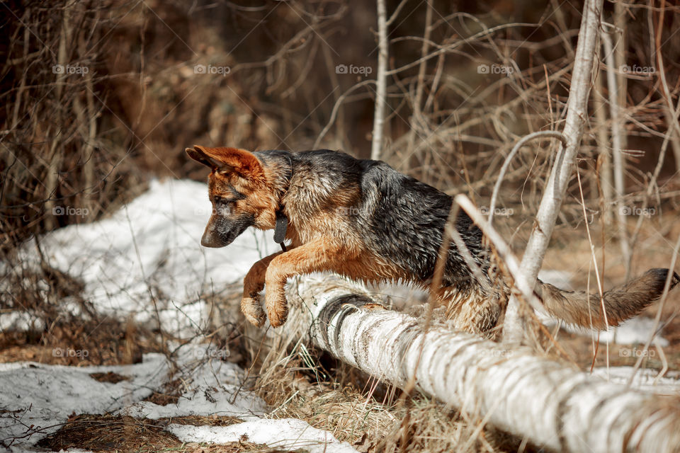 German shepherd 7-th months old puppy in a spring forest 