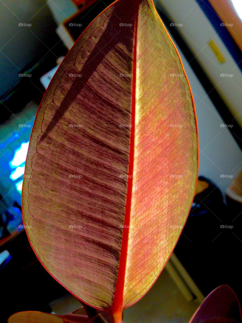 Leaf 1. Back side of a rubber tree plant