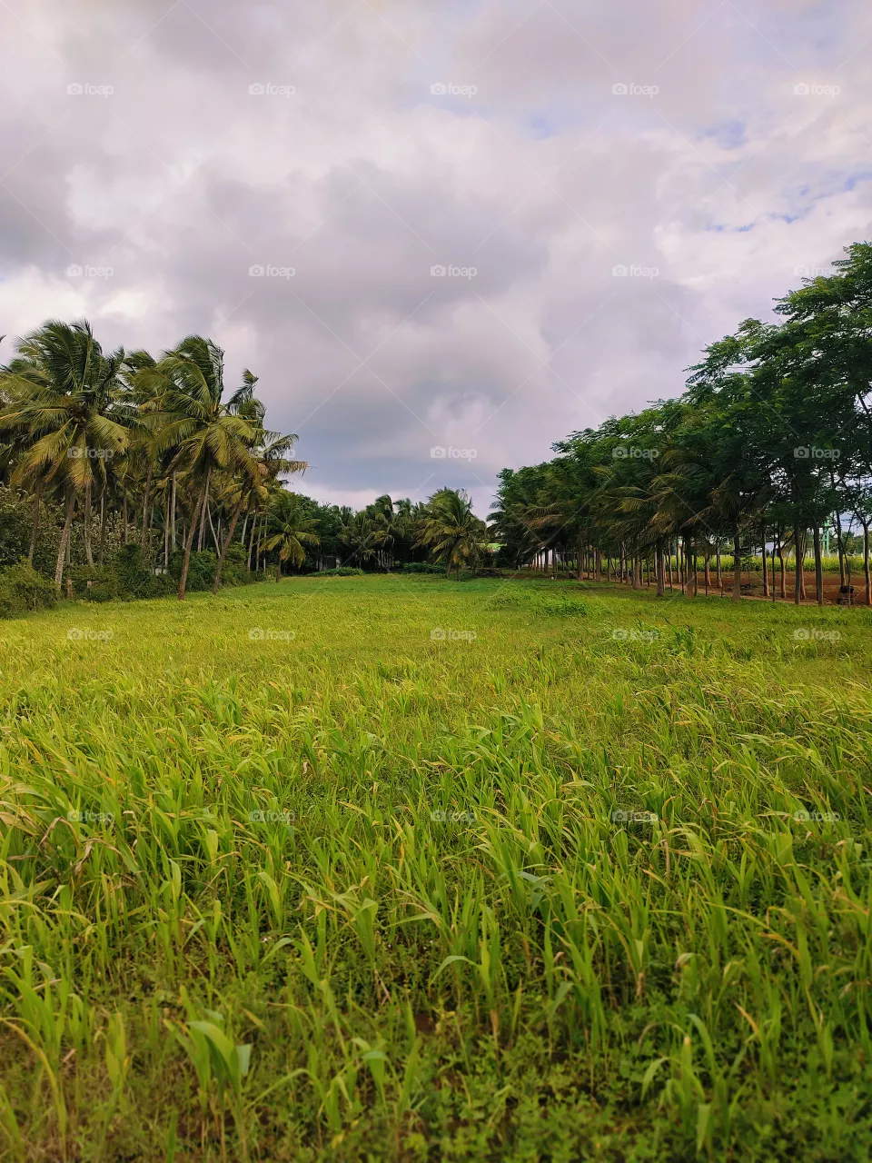 green Grass