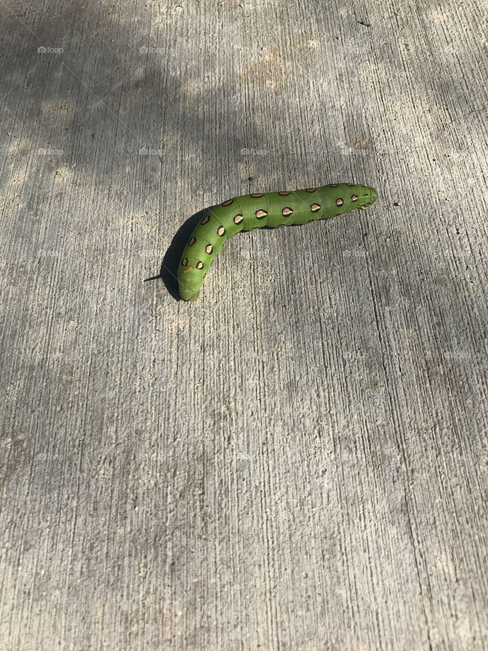 Bright green caterpillar on concrete - isolated