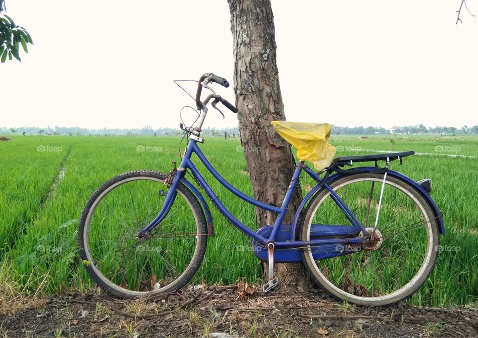 blue bike against the field