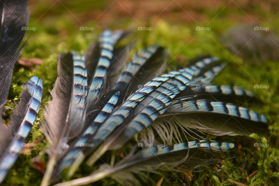 Extreme close-up of jay feathers