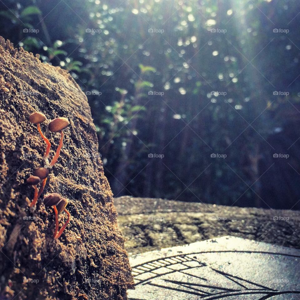 Shrooms in the Sunshine