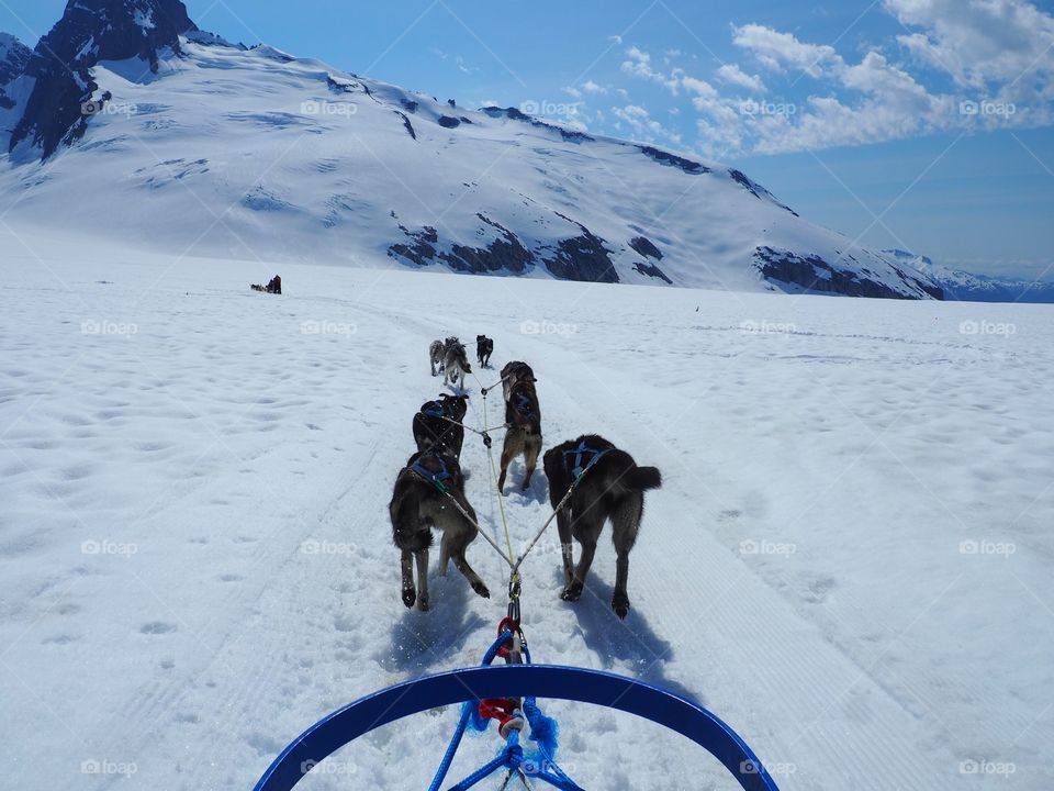 Dog sledding 