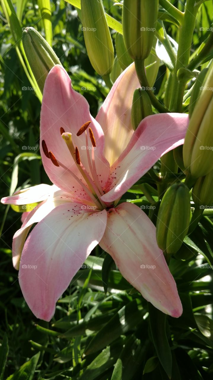 Asiatic Lilly