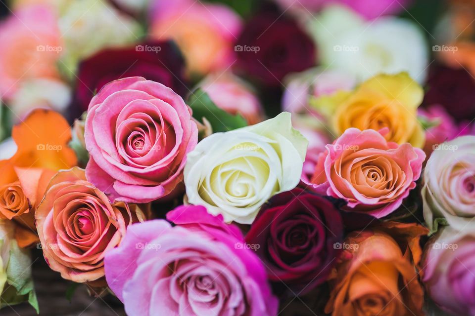 multiple colours rose