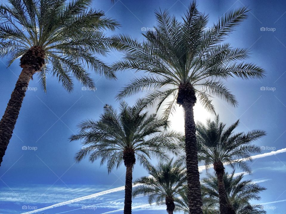Sunrise over Palm Trees