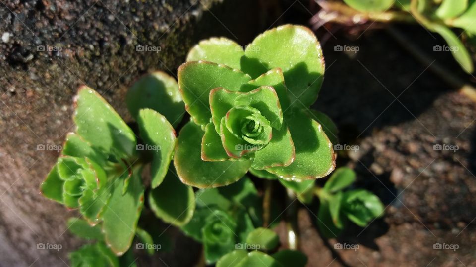 symmetrical leaves