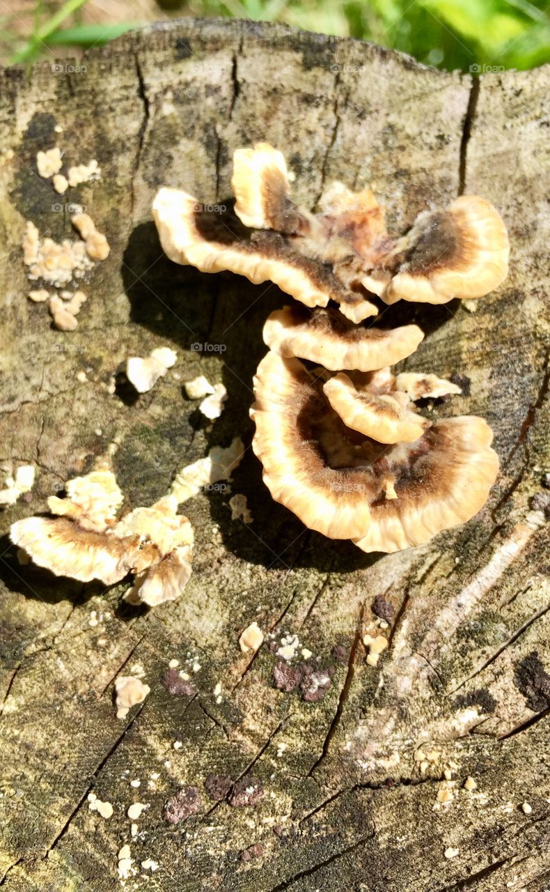 Beech mushroom in the forest florestas pampeanas