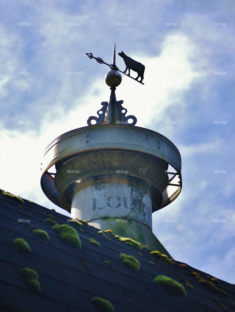 Cow weathervane on old dairy barn