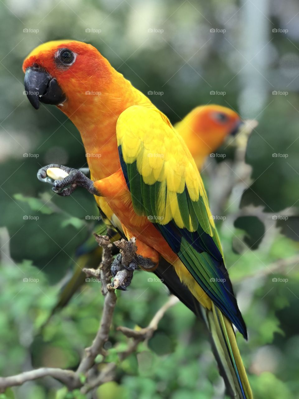 Couple of colorful parrot in forest 