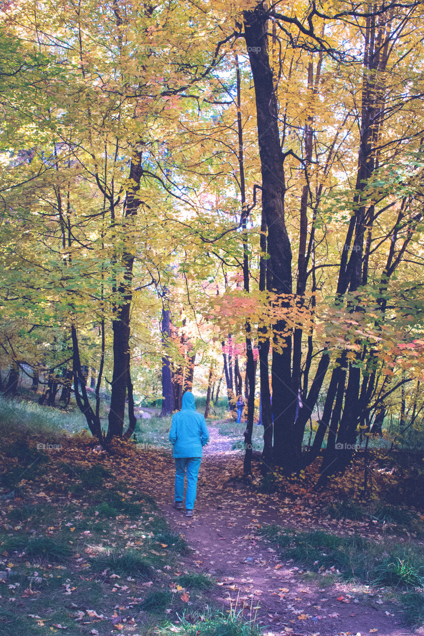 Fall, Leaf, Wood, Tree, Park