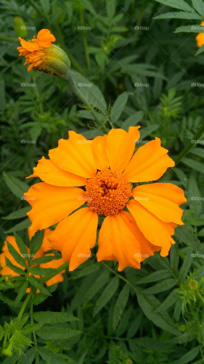 High angle view of orange flower