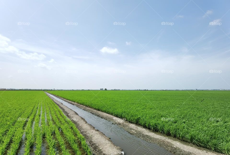 Paddy field