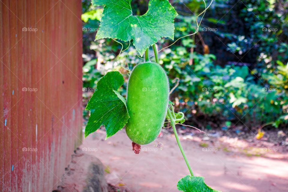 A hanging wax gourd