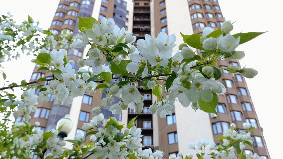 Tree blossom💚🤍 Building 💚🏢 Urban 🤍🏢