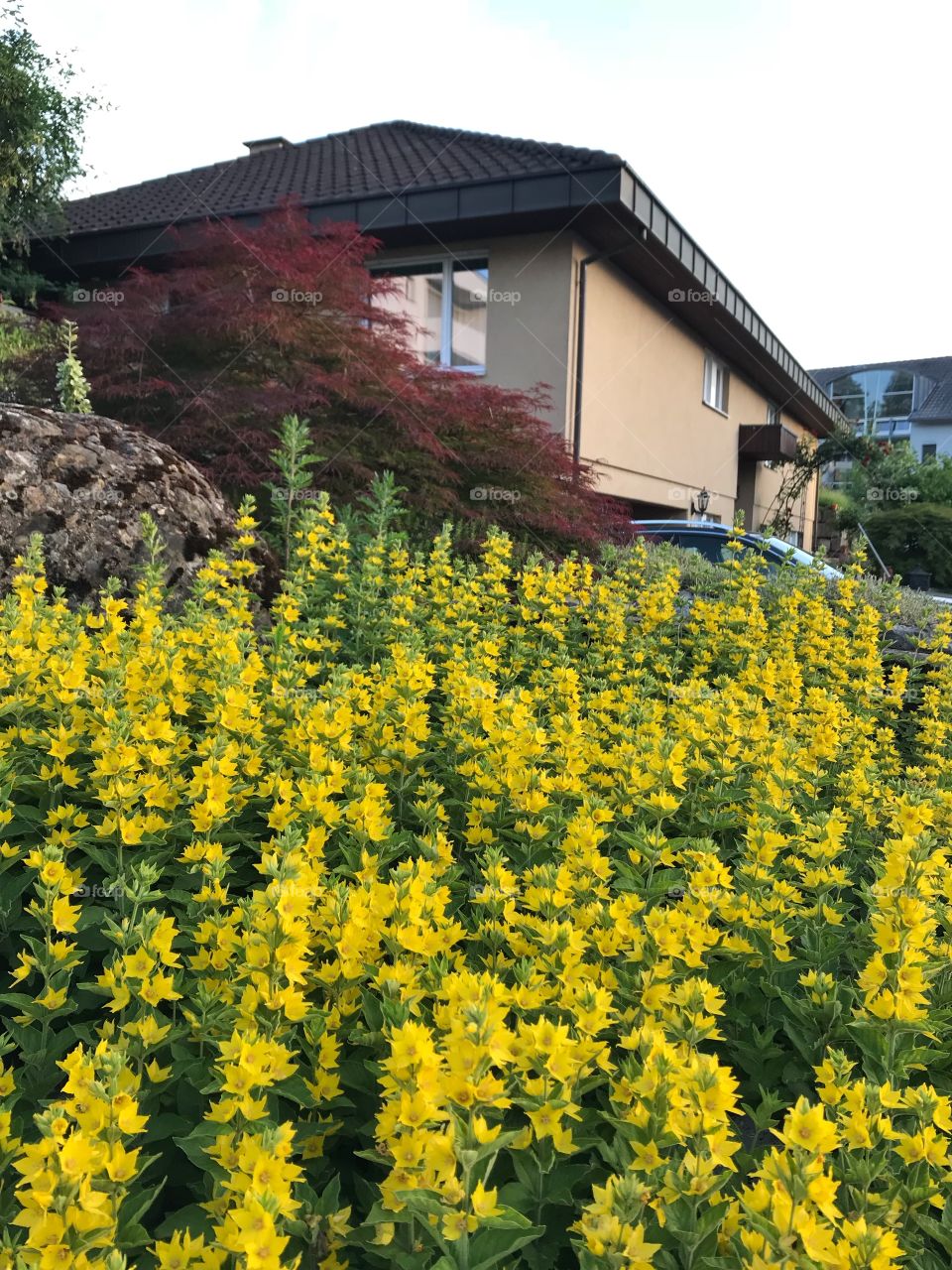 Yellow flowers and maple tree in front of a house in Switzerland 