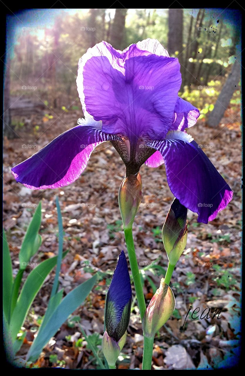 ❤ My Iris Flowers