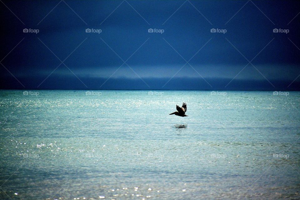 gorgeous heron skimming the ocean