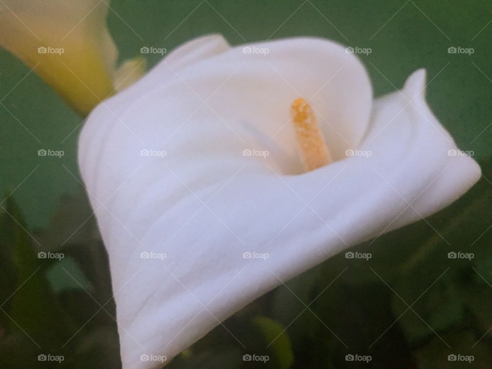 A white flower