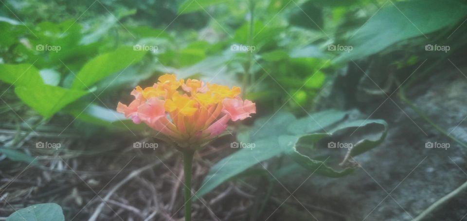 this flower looks very beautiful, this flower adapts to all deserts. he just rests anywhere without looking at the weather.