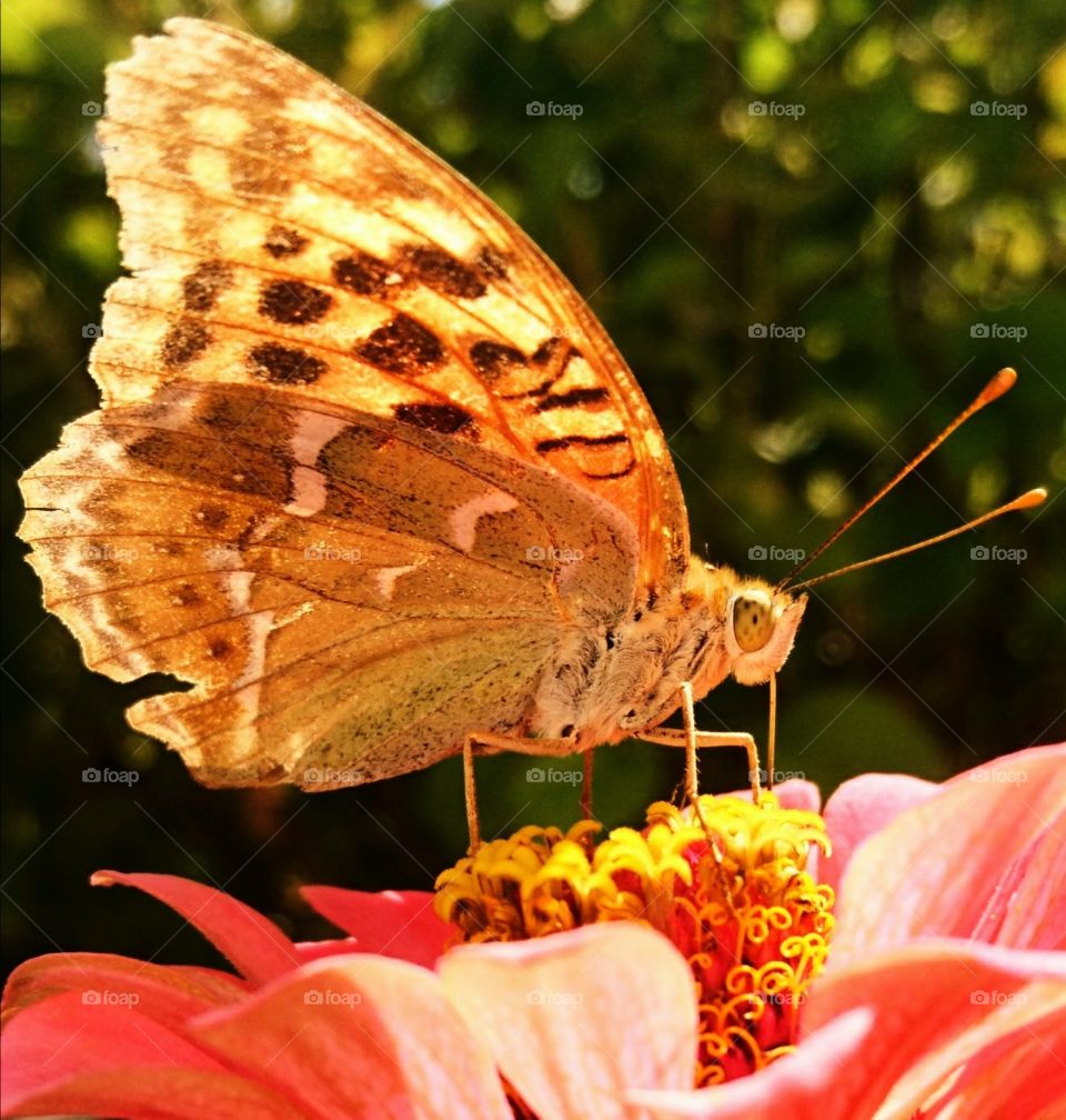 Butterfly Zoom