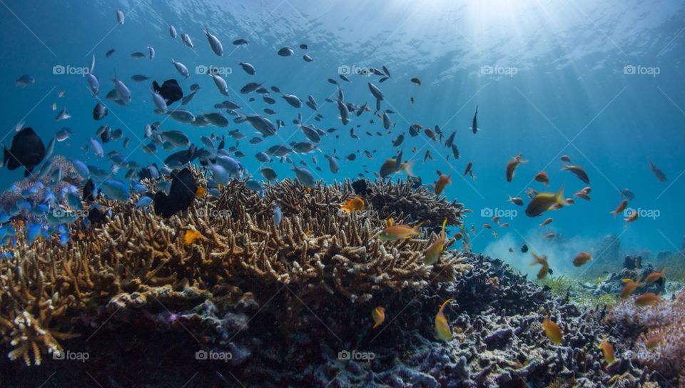 Fish swimming under sea