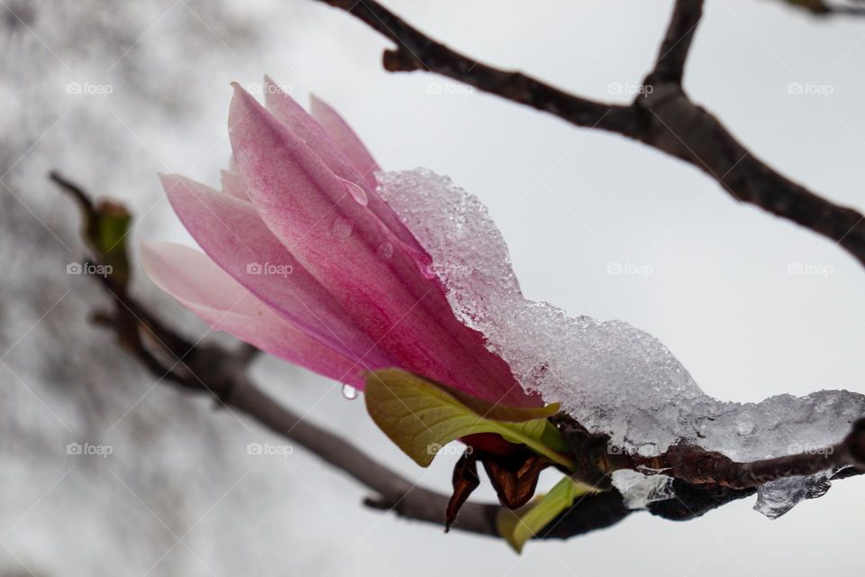 Magnolia tree flower