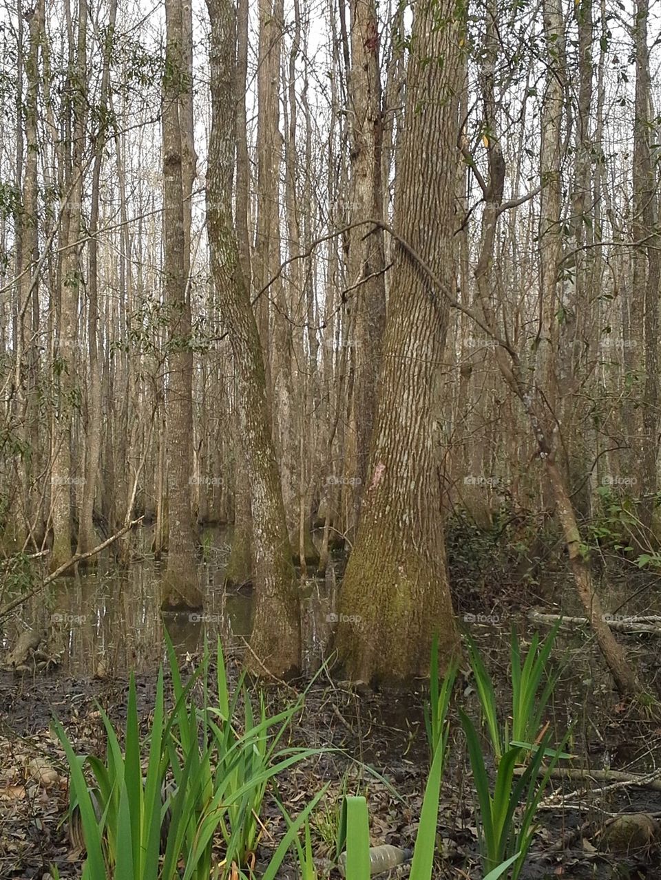Swamp 1