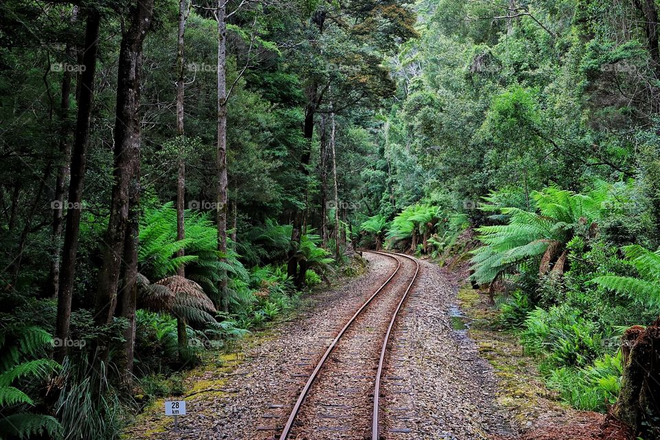 Rainforest Railway