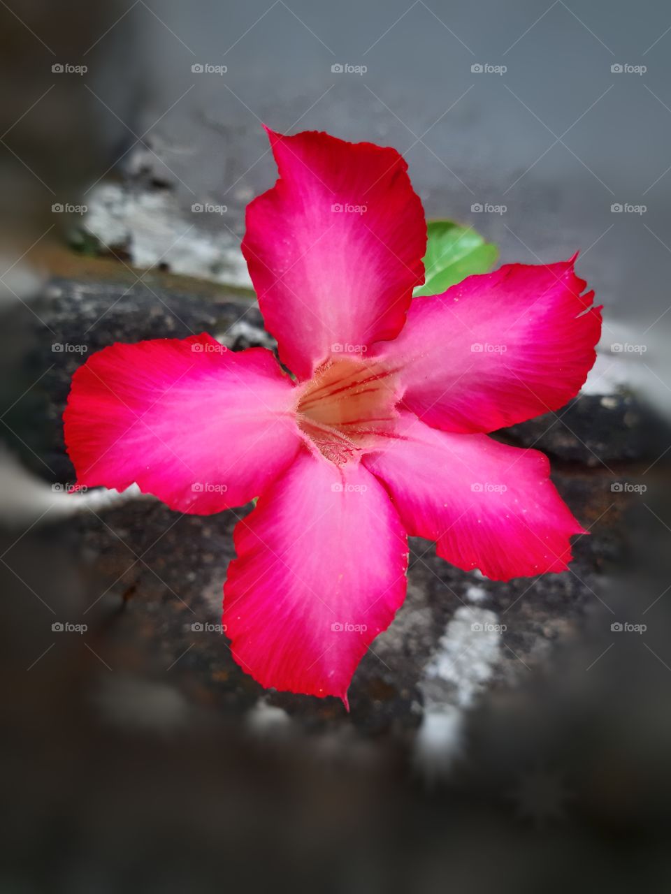 A focused pink frangipani flower with rocky wall as a background