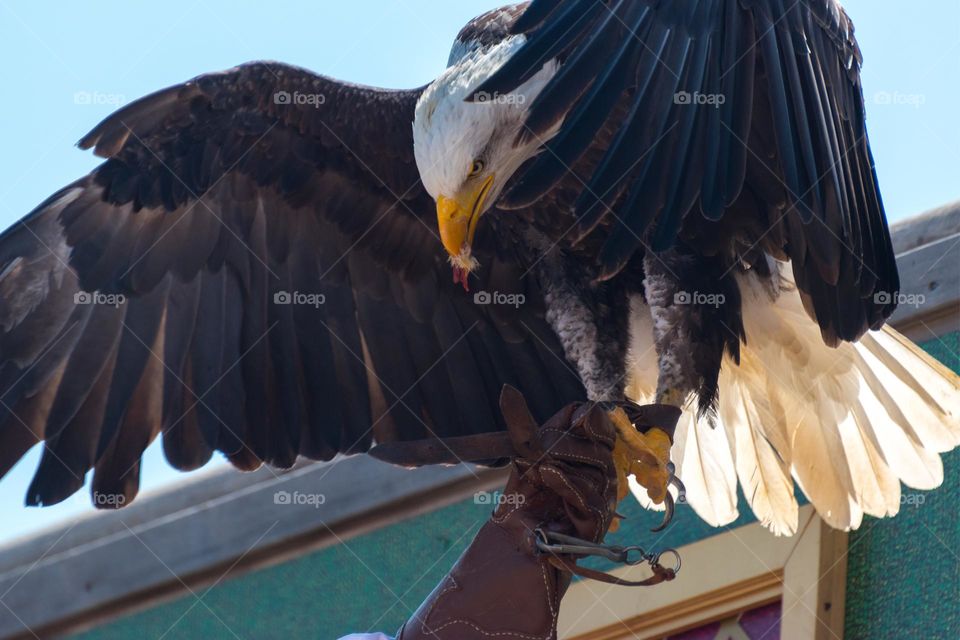 Close-up image of a bald eagle (Haliaeetus leucocephalus) on a falconer's glove.