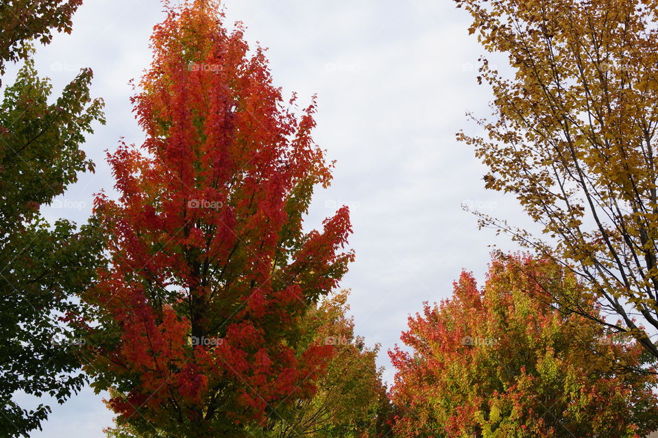 Arbres en automne