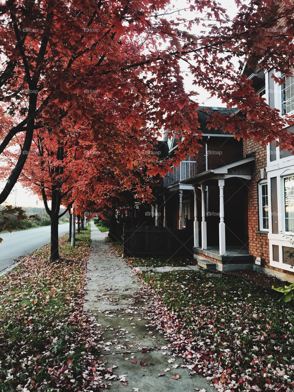 Shoal point Rd. street in Ajax,Canada during Autumn 🍁