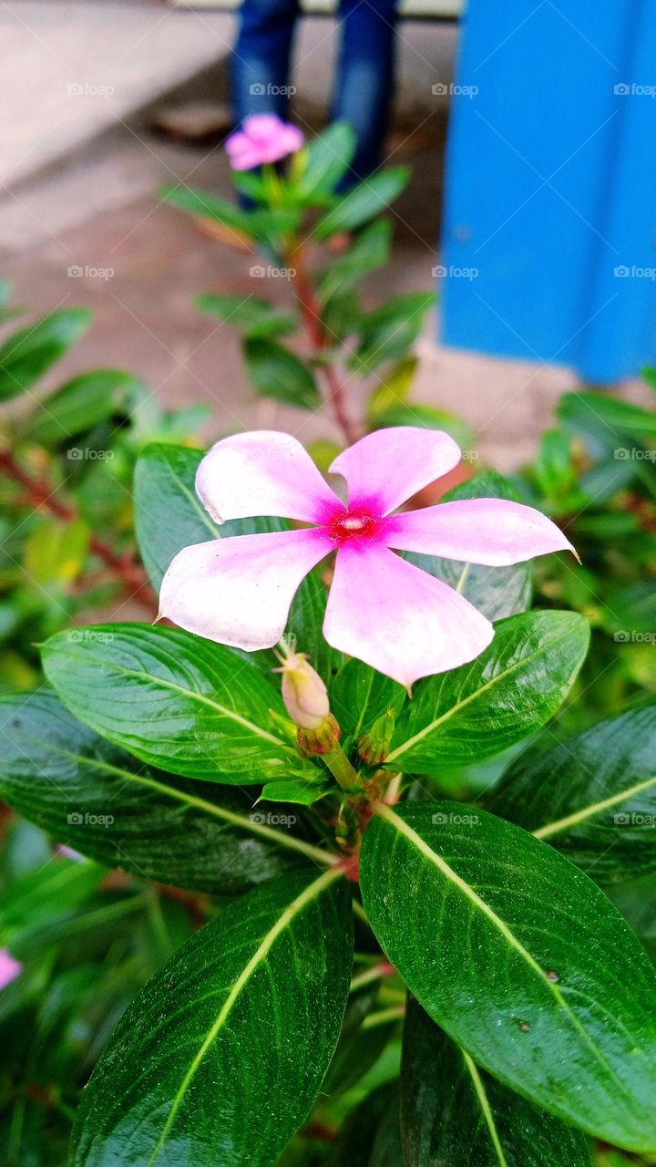 Kanchan flowers developed in Falgun, Amramukul accumulated in branches. The bee buzzing, the bee buzzing, the buzzing in the south. - Rabindranath Tagore