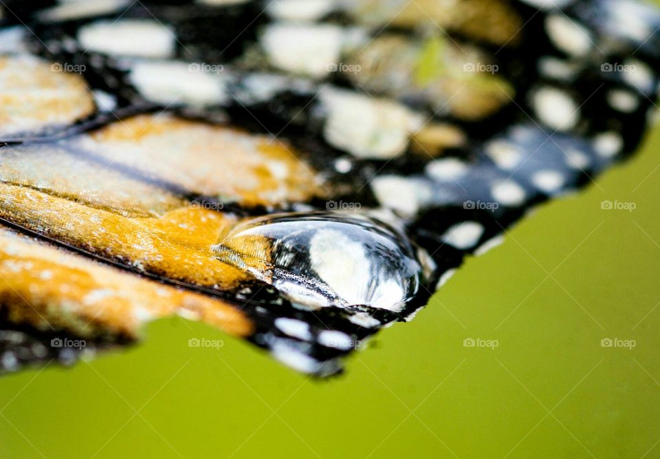 Macro of broken Monarch butterfly wing