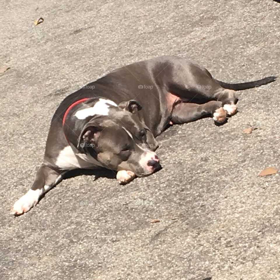 Angel the Pit Bull princess