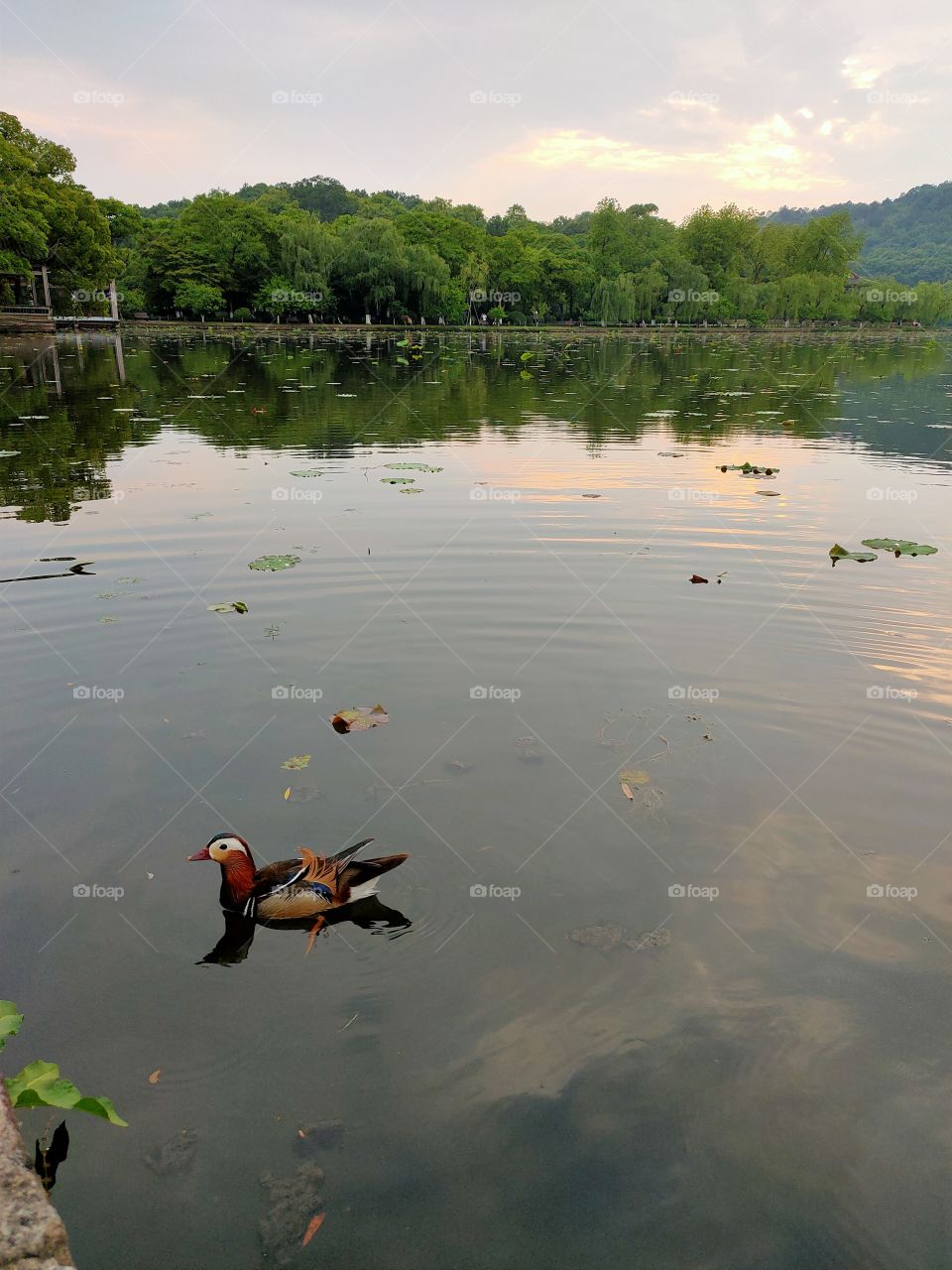 Mandarin Duck on West Lake,  Hangzhou, China