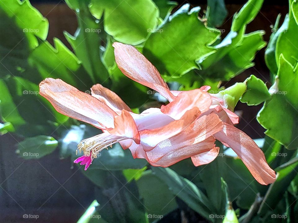 Late blooming Christmas Cactus